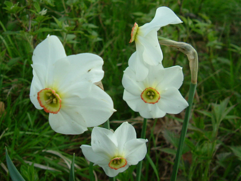 Narcissus poeticus / Narciso selvatico